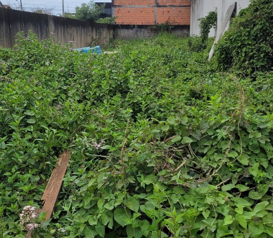 Terreno limpo aterrado