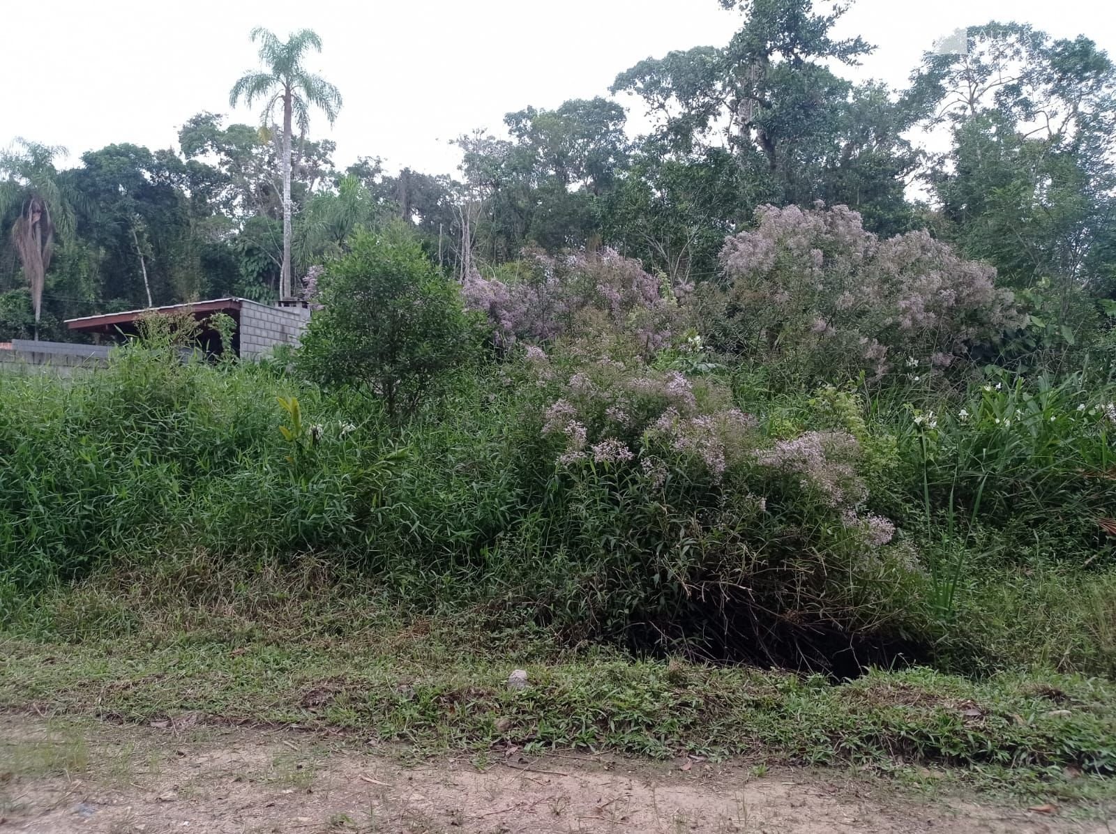 Foto 1 de Terreno à Venda em São Francisco do Sul SC - Bairro Vila da Glória - Altair Mansur Imóveis